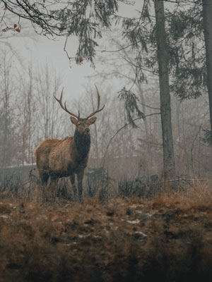 Buck standing in rain